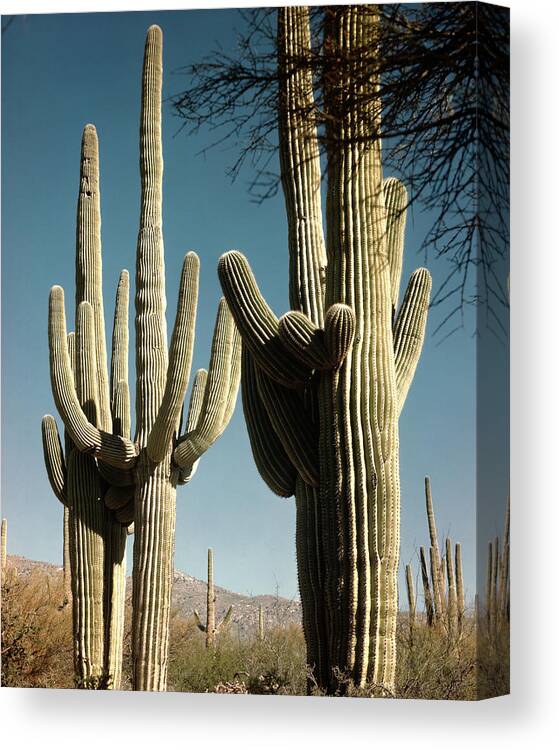Saguaro National Monument Canvas Print featuring the photograph Giant Saguaro Cacti by Andreas Feininger