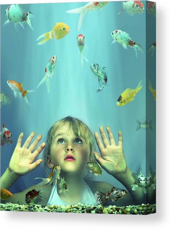4-5 Years Canvas Print featuring the photograph Girl 4-6 Looking At Fish In Tank, Hands by Gandee Vasan