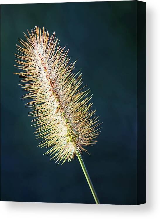 Macro Canvas Print featuring the photograph Golden Glow by Bob Decker