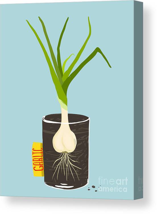 Container Canvas Print featuring the digital art Growing Garlic With Green Leafy Top by Popmarleo