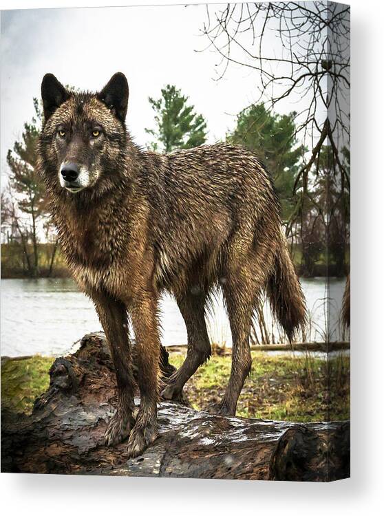 Wolf Wolves Black Canvas Print featuring the photograph Handsome Niko by Laura Hedien