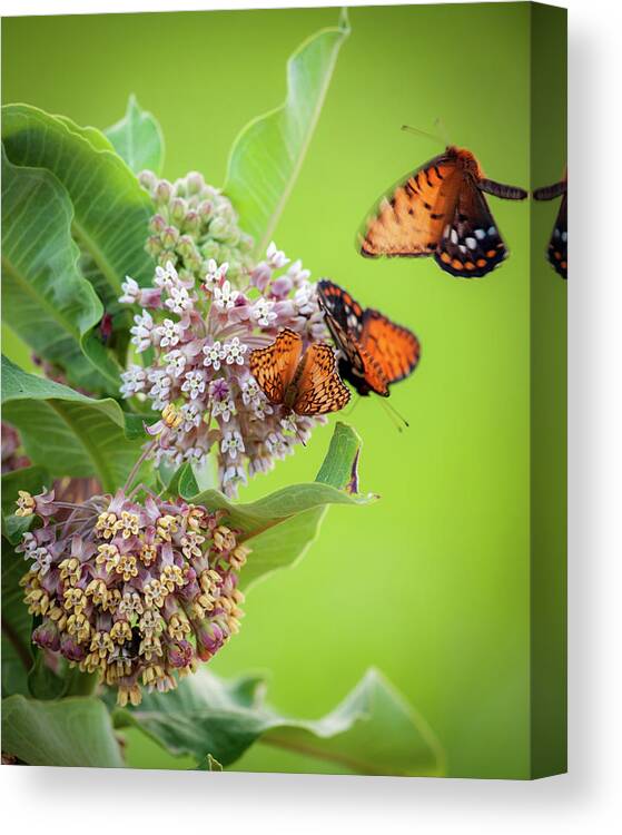 Chase County Canvas Print featuring the photograph Head Over Heals for Milkweed by Jeff Phillippi