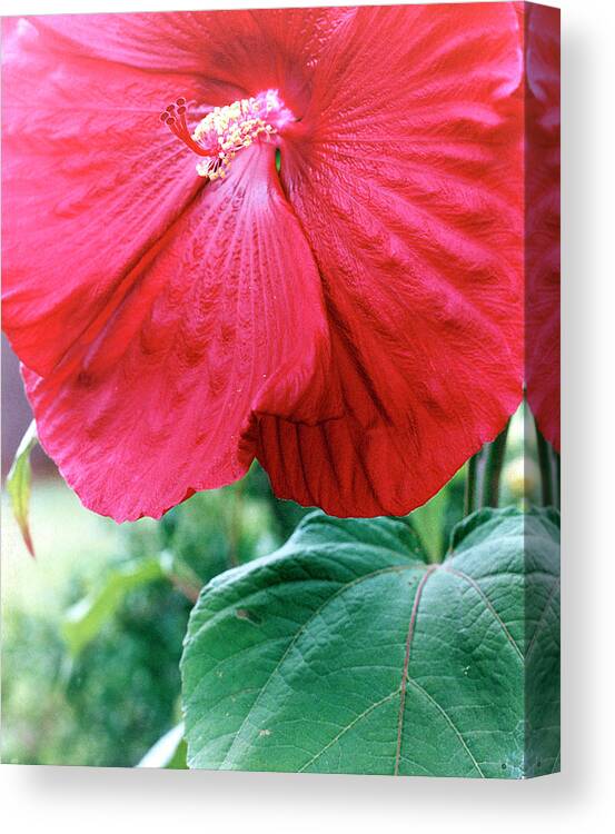 Hibiscus Canvas Print featuring the photograph Hibiscus by Audrey