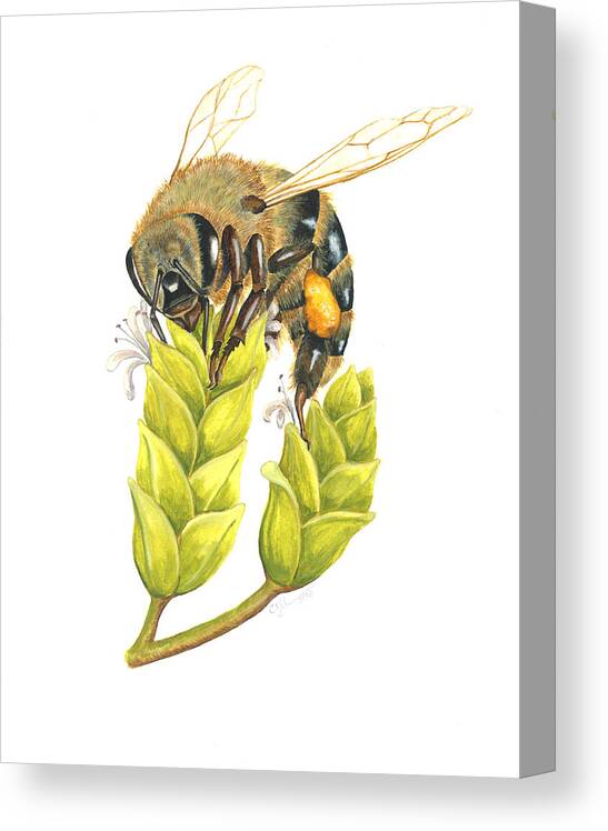 Bee Canvas Print featuring the painting Honey Bee by Cindy Hitchcock