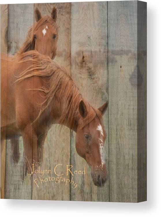  Canvas Print featuring the photograph Horses on Wood by Jolynn Reed