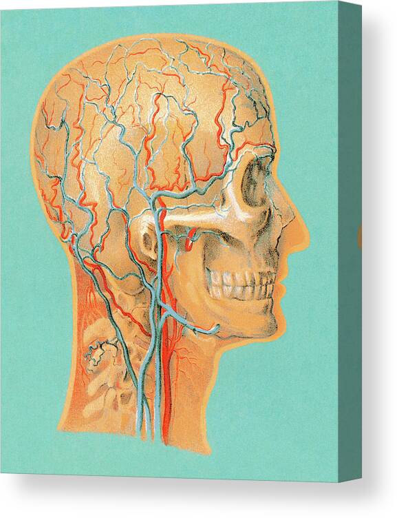 Anatomical Canvas Print featuring the drawing Human Anatomy Head by CSA Images