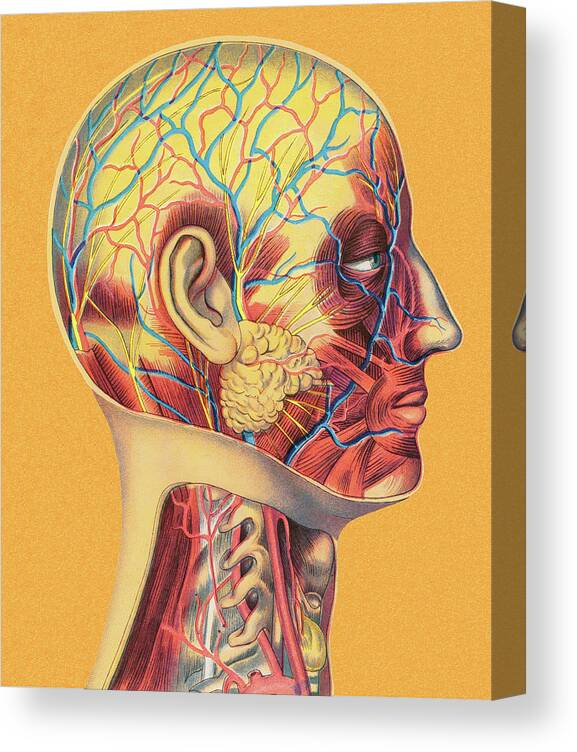 Adult Canvas Print featuring the drawing Human Head Anatomy by CSA Images