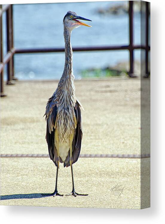 Blue Heron Canvas Print featuring the photograph I should've taken a left turn in Albuquerque... by Michael Frank