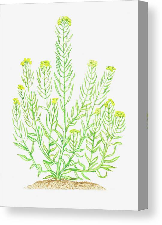 Watercolor Painting Canvas Print featuring the digital art Illustration Of Erysimum Cheiranthoides by Dorling Kindersley