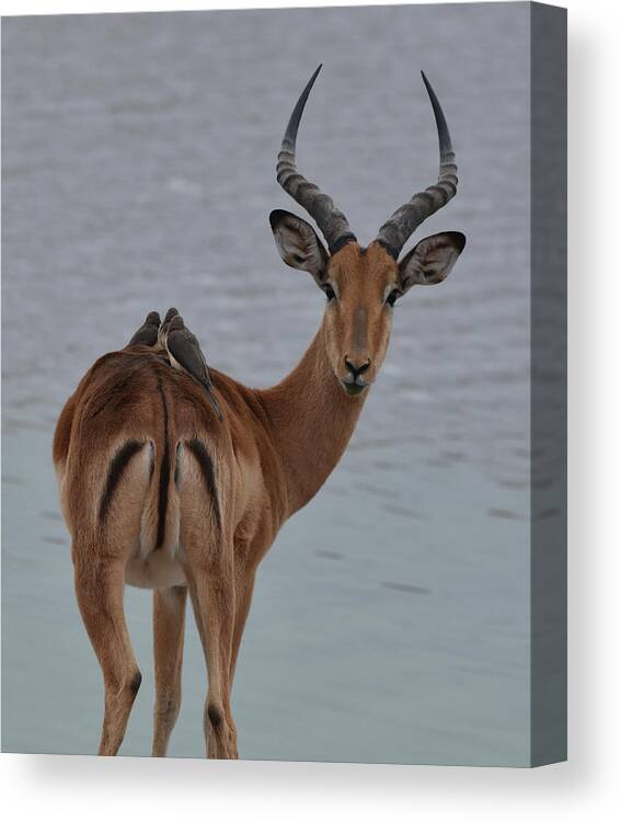 Impala Canvas Print featuring the photograph Impala with Oxpeckers by Ben Foster