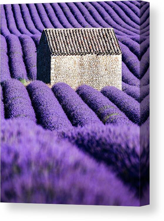 Provence Canvas Print featuring the photograph In Purple by Francesco Riccardo Iacomino