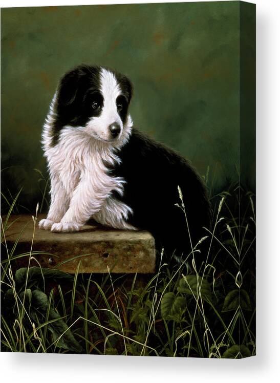Black And White Sheep Dog (puppy) With His Front Paws On A Piece Of Marble Canvas Print featuring the painting Js42/a by John Silver
