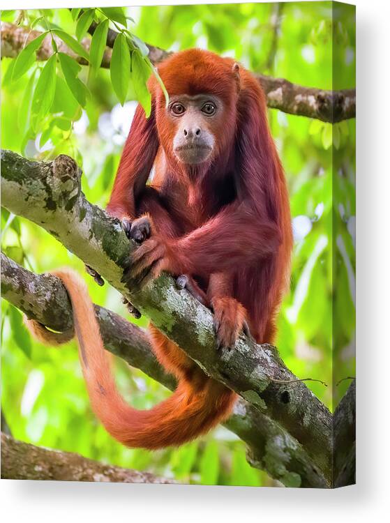 Casanare Canvas Print featuring the photograph Juvenile Red Howler Monkey La Palmita Casanare Colombia by Adam Rainoff