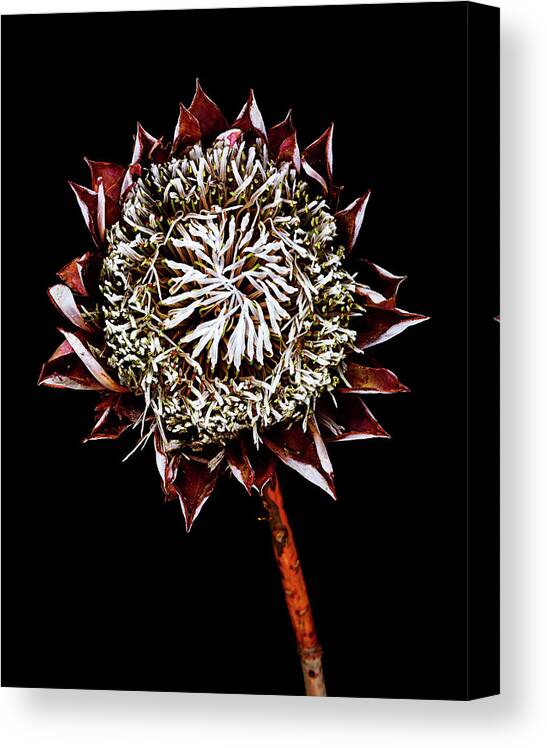 Black Background Canvas Print featuring the photograph King Protea Top by Chris Stein