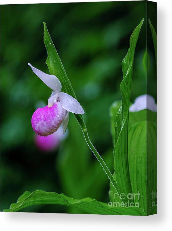 Blossom Canvas Print featuring the photograph Lady Slipper by Bill Frische