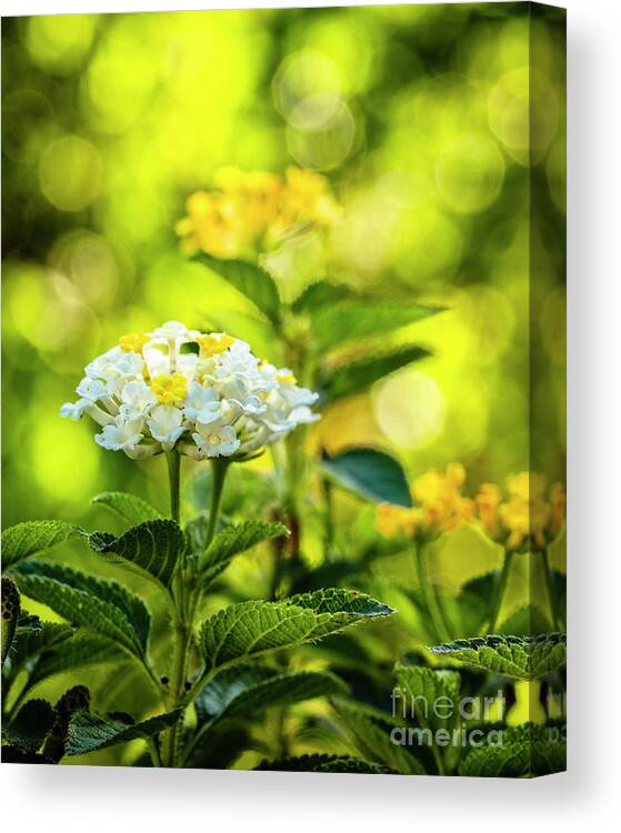 Background Canvas Print featuring the photograph Lantana Flowers by Raul Rodriguez