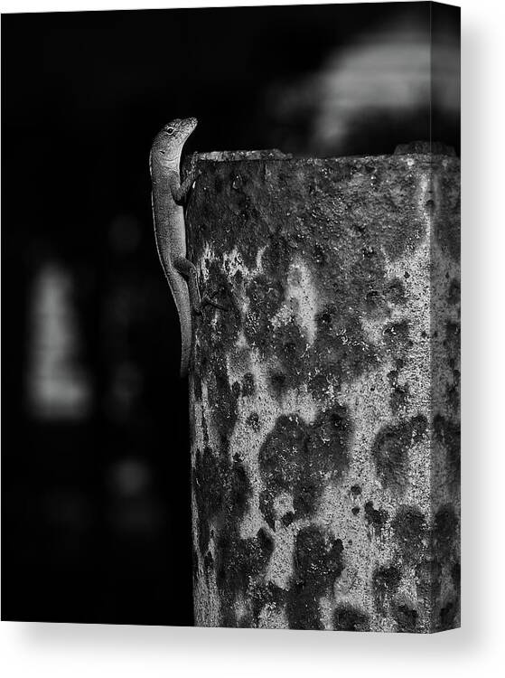 Anole Canvas Print featuring the photograph Lizzy by Richard Rizzo