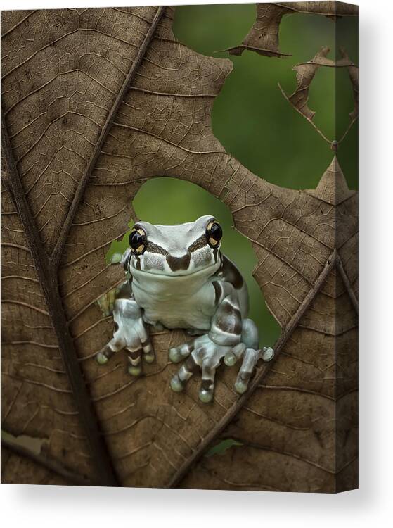 Treefrog Canvas Print featuring the photograph Looking At Window by Tantoyensen