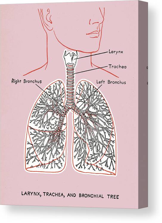 Anatomical Canvas Print featuring the drawing Lung Diagram by CSA Images
