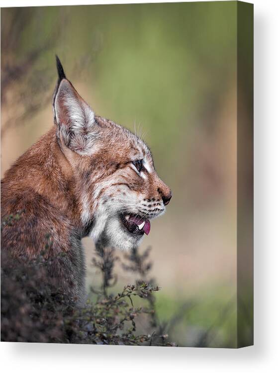 Animals Canvas Print featuring the photograph Lynx by Fegari