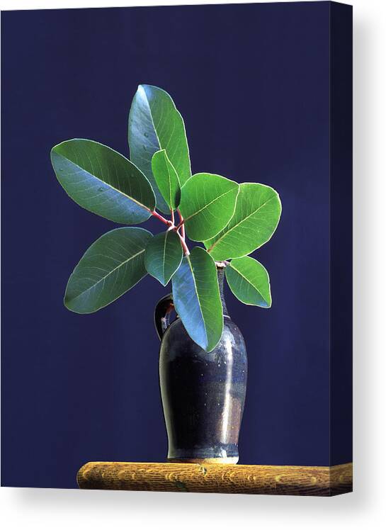 Vase Canvas Print featuring the photograph Madrone Tree Leaves In Vase On Table by Diane Miller