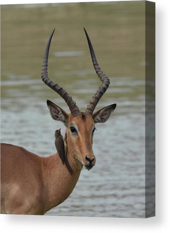 Impala Canvas Print featuring the photograph Male Impala with Oxpecker by Ben Foster