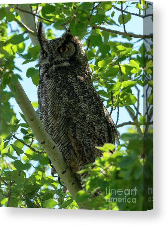 Owl Canvas Print featuring the photograph Mama Owl by Michael Dawson