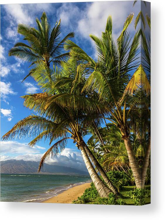 Beach Canvas Print featuring the photograph Maui Palm trees by Chris Spencer