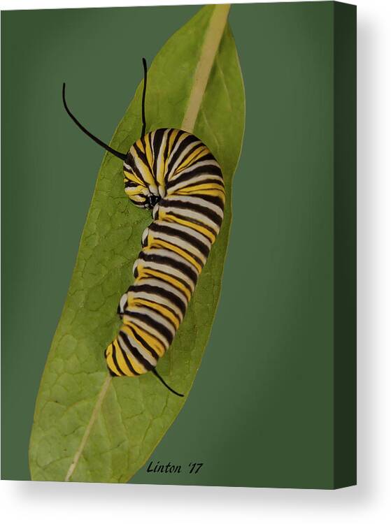Monarch Canvas Print featuring the photograph Monarch by Larry Linton