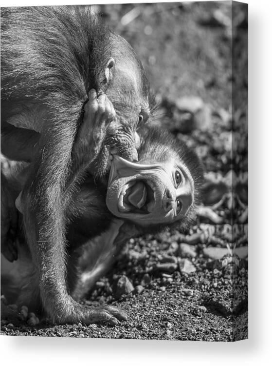 Zoo Canvas Print featuring the photograph Monkye Hieraki In Use by Dennis Grntved
