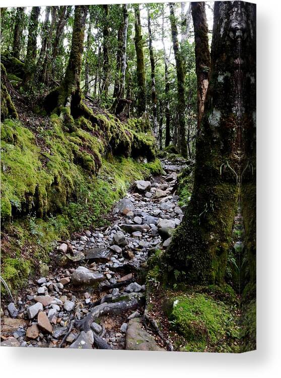 Mossy Canvas Print featuring the photograph Mossy Trail, Arthurs Pass, New Zealand by Sarah Lilja