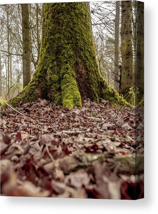 Art Canvas Print featuring the photograph Mossy Tree by Scott Lyons