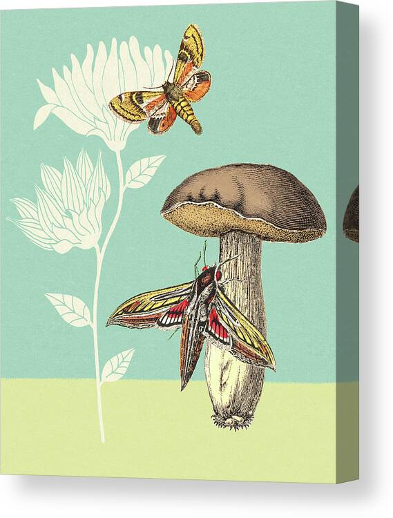 Animal Canvas Print featuring the drawing Moths, Mushroom and Flowers by CSA Images