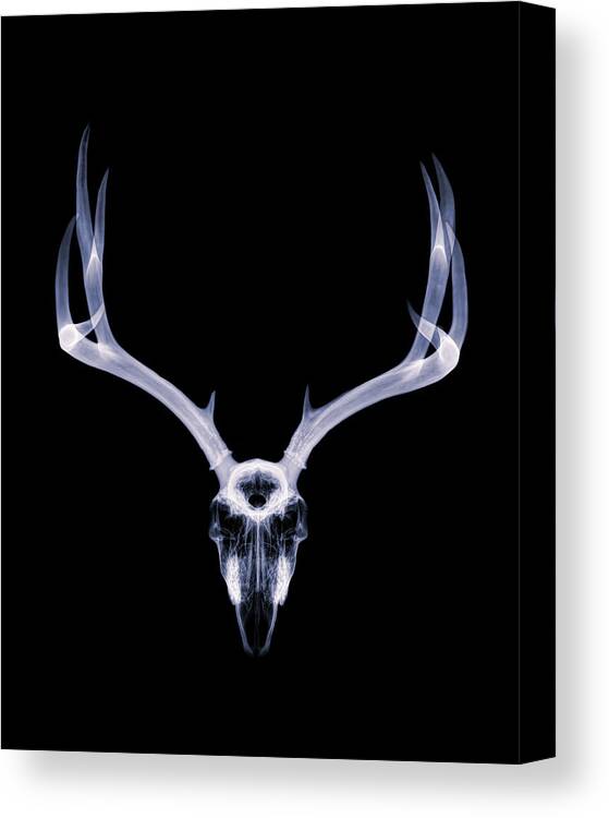 Kansas Canvas Print featuring the photograph Mule Deer x-ray 002 by Rob Graham