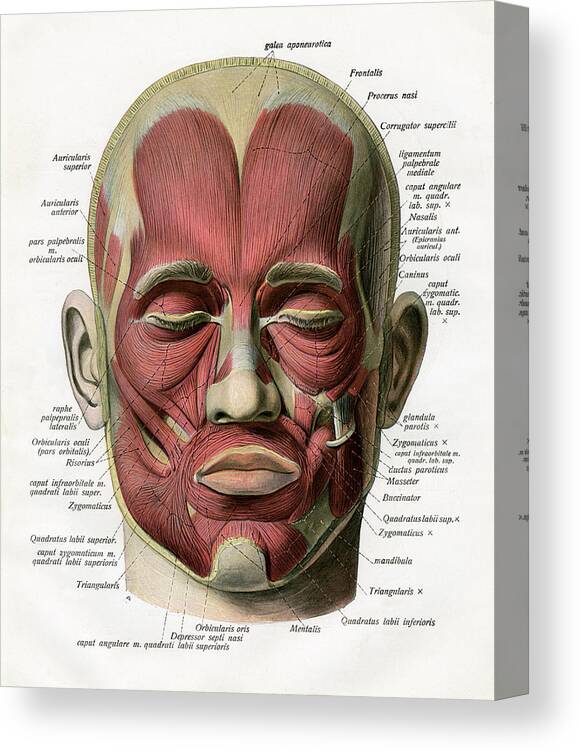 People Canvas Print featuring the photograph Muscles Of The Human Face by Graphicaartis