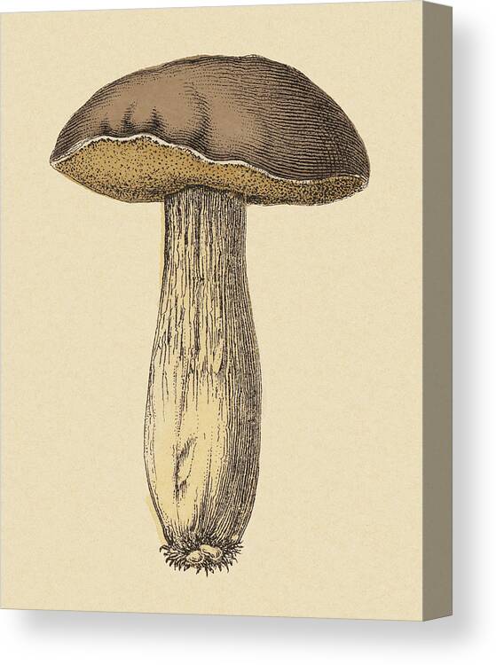 Brown Background Canvas Print featuring the drawing Mushroom by CSA Images