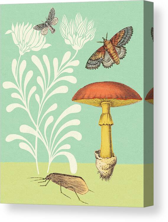 Animal Canvas Print featuring the drawing Mushroom, Moths, Grasshopper and Flowers by CSA Images
