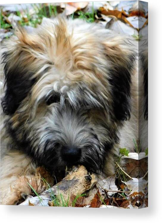 Wheaten Terrier Puppy Canvas Print featuring the photograph - My stick by THERESA Nye