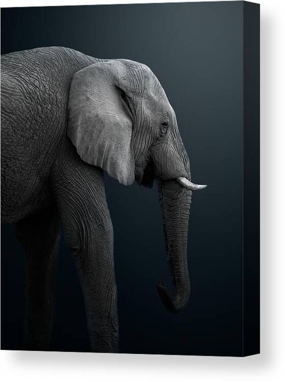 Elephants Canvas Print featuring the photograph Namibian Elephant by Fegari