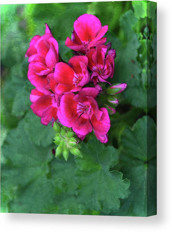 New Coral Rose Geranium Blossoms Canvas Print featuring the photograph New Coral Rose Geranium Blossoms by Sandi OReilly