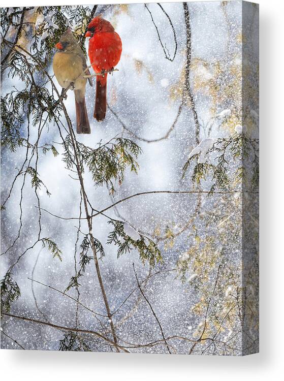 Northern Cardinals Canvas Print featuring the photograph Northern Cardinal Love Affair by Sandra Rust