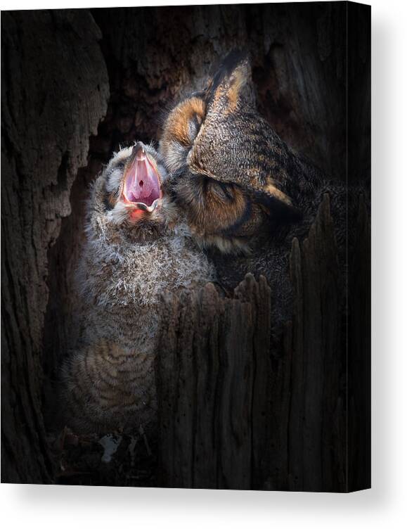 Owl Canvas Print featuring the photograph Oh, Baby, Don't Cry. by Kevin Wang