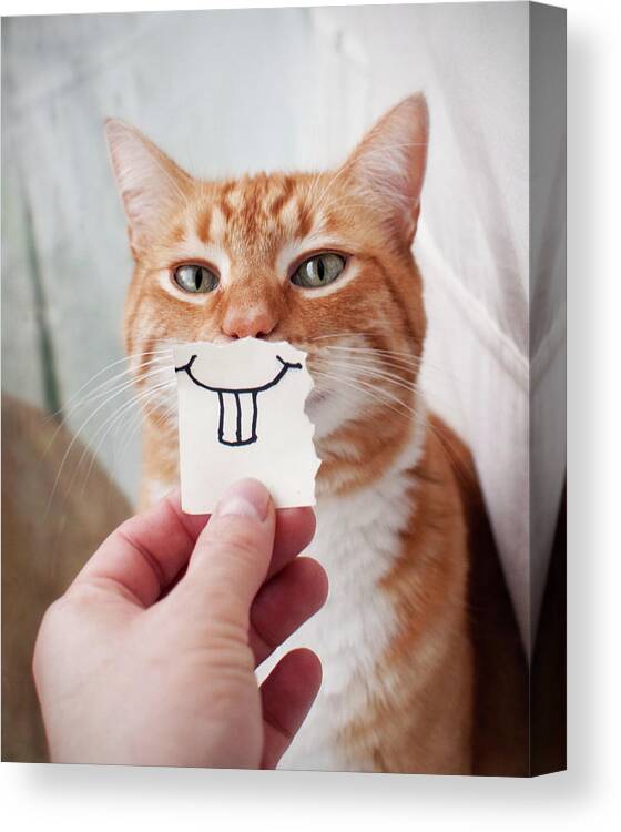 Pets Canvas Print featuring the photograph Orange Cat Face by Jtsiemer