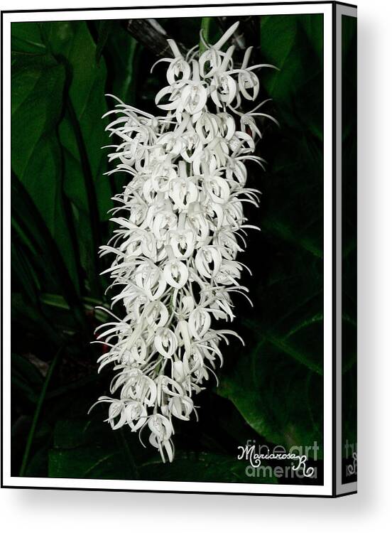 Flora Canvas Print featuring the photograph Orchid Bouquet by Mariarosa Rockefeller