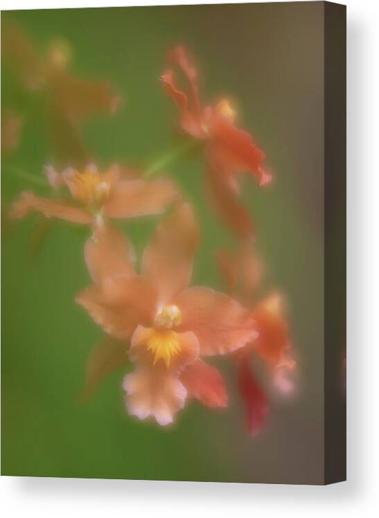 Flower Canvas Print featuring the photograph Orchid by Minnie Gallman