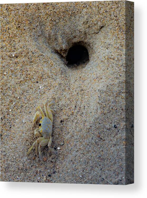 Crab Canvas Print featuring the photograph Outer Banks Ghost Crab by Lora J Wilson