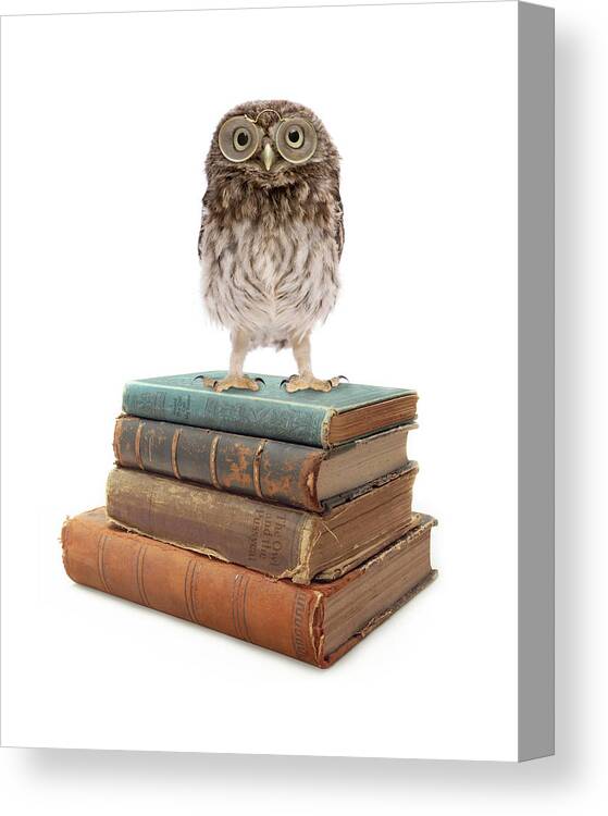 Owl Canvas Print featuring the painting Owl And Books by J Hovenstine Studios
