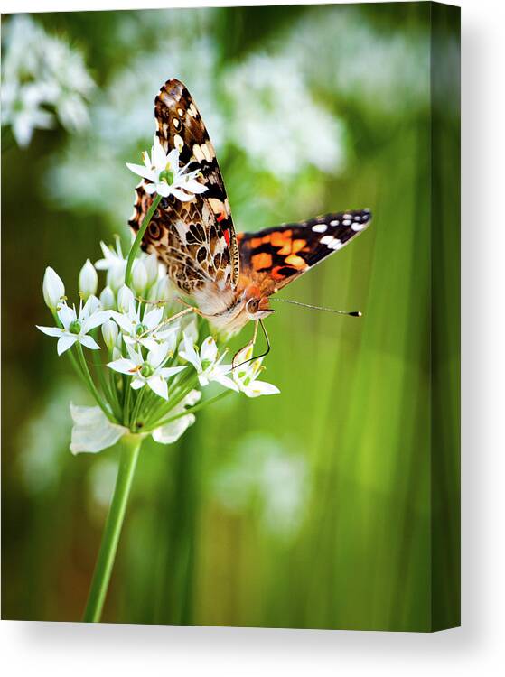 Painted Lady Canvas Print featuring the photograph Painted Lady II by Jeff Phillippi