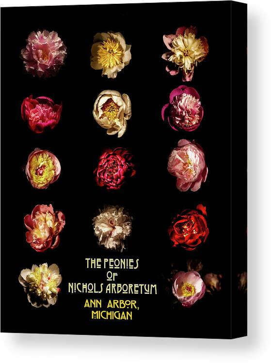 Peonies Canvas Print featuring the photograph Peony Poster by Greg Croasdill