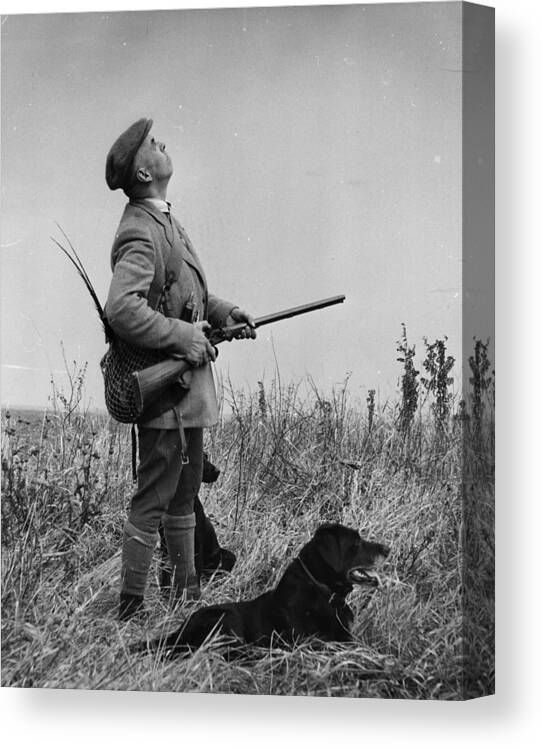 Working Animal Canvas Print featuring the photograph Pheasant Shooting by Bert Hardy